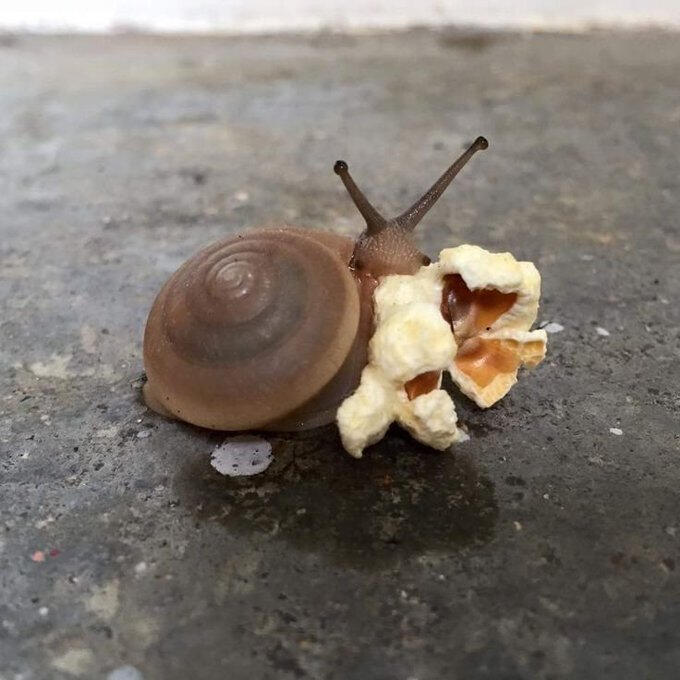 Snail with ONE popcorn