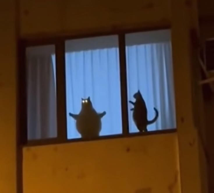 Evil chud cat