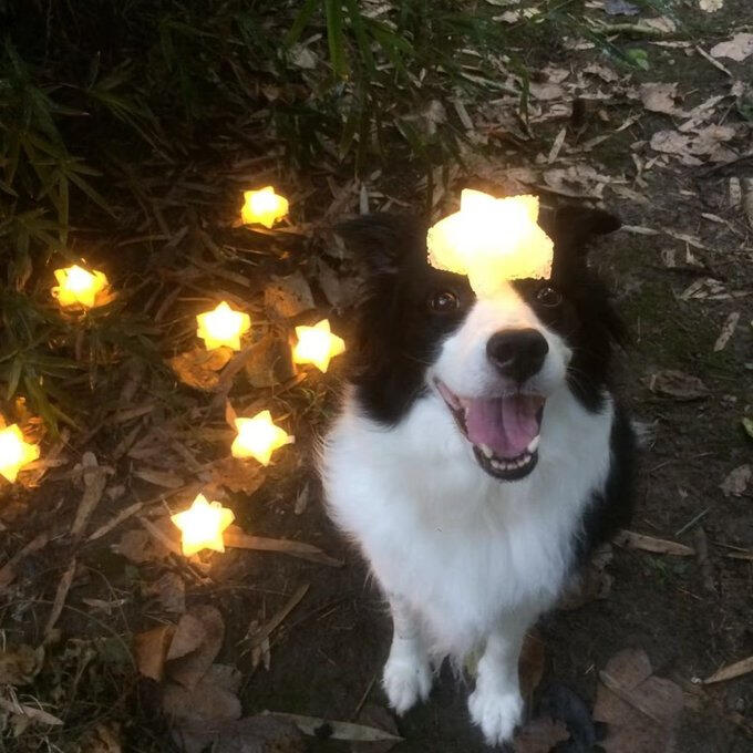 Dog finds terraria stars
