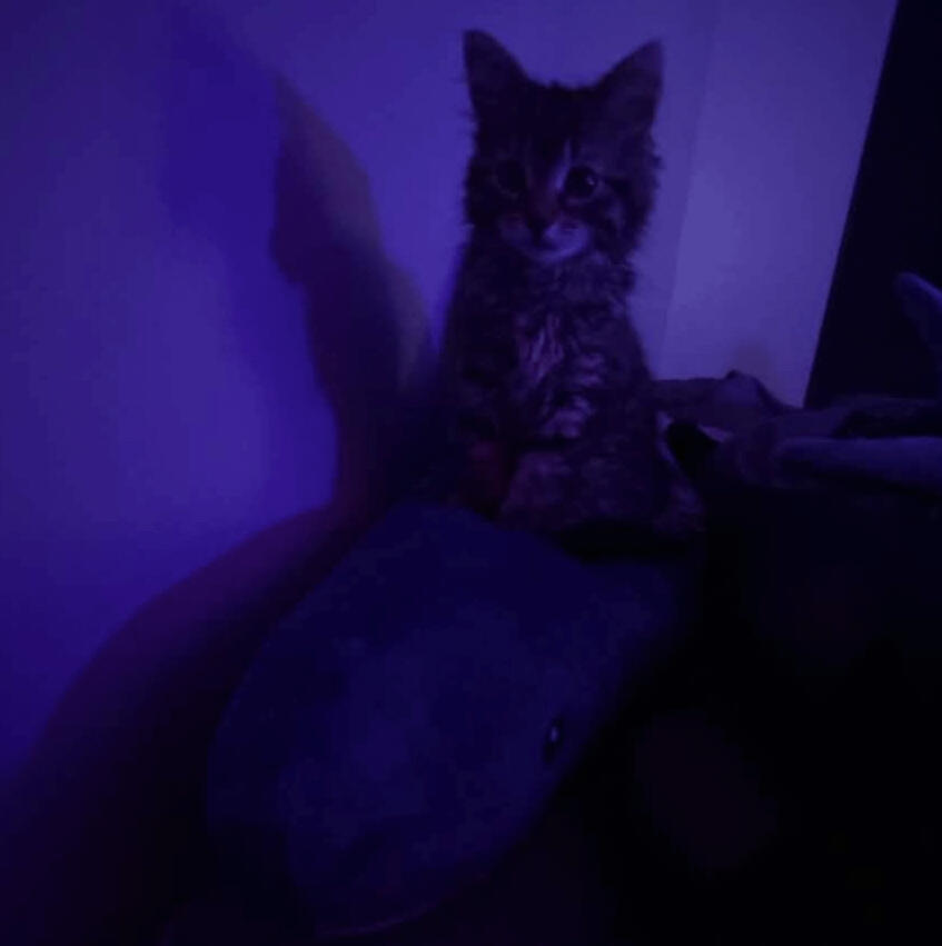 Cat on Blahaj