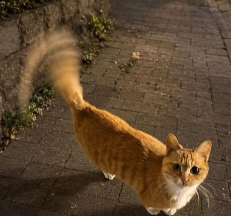 Kitter